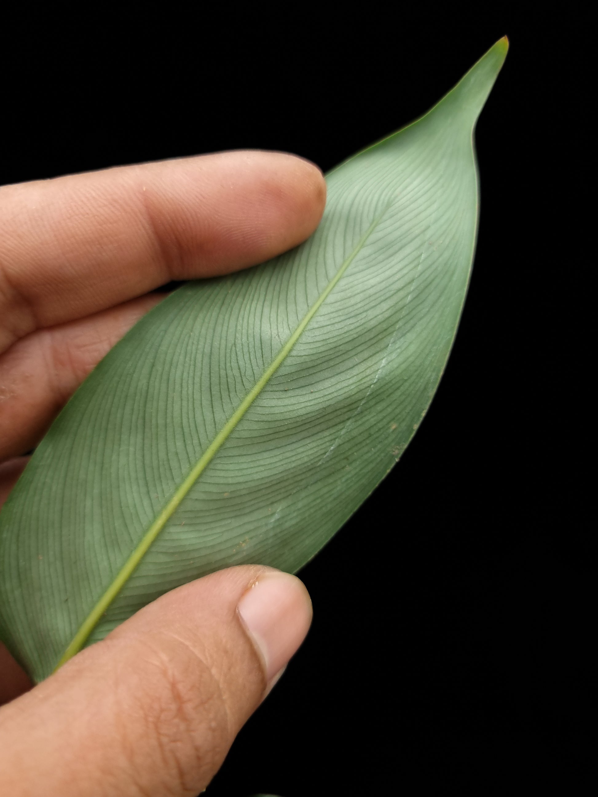 Phrynium sp. Kalimantan sale Singapore potted plant leaf abaxial 