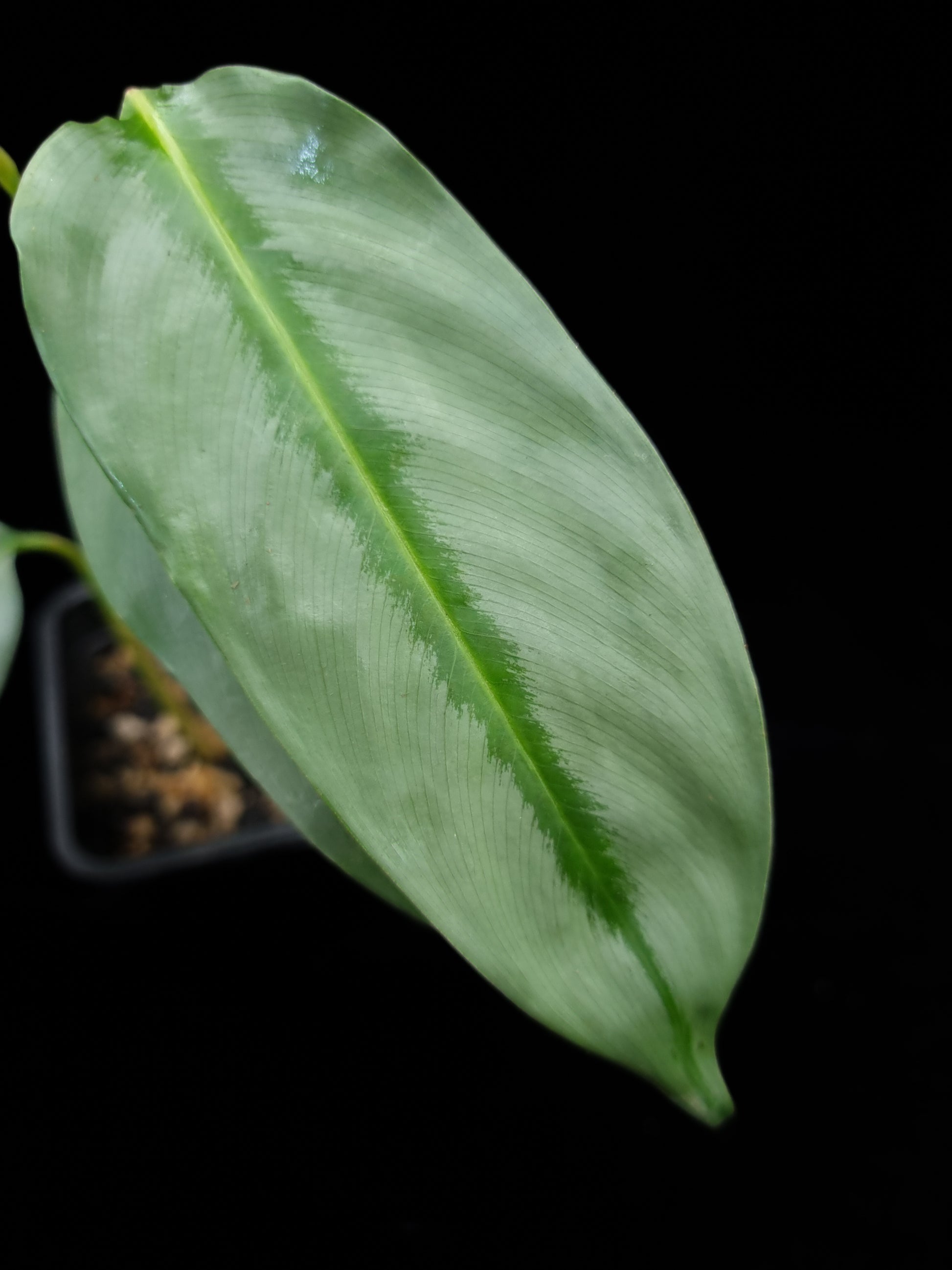 Phrynium sp. Kalimantan sale Singapore potted plant leaf detail