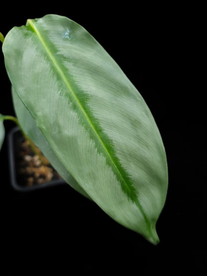 Phrynium sp. Kalimantan sale Singapore potted plant leaf detail