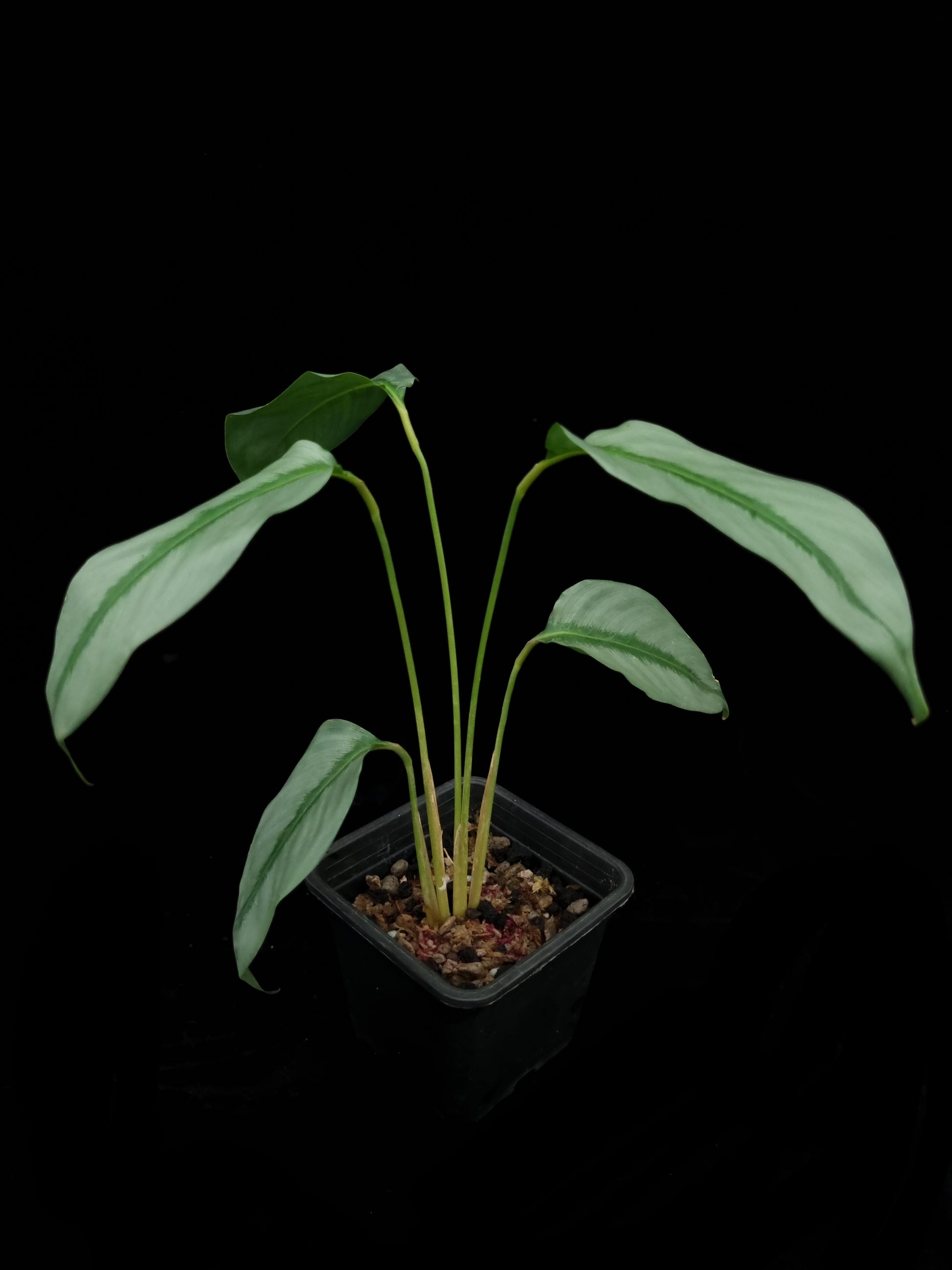 Phrynium sp. Kalimantan sale Singapore potted plant side view 