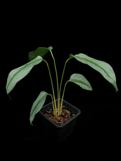 Phrynium sp. Kalimantan sale Singapore potted plant side view 