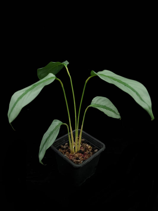 Phrynium sp. Kalimantan sale Singapore potted plant side view 