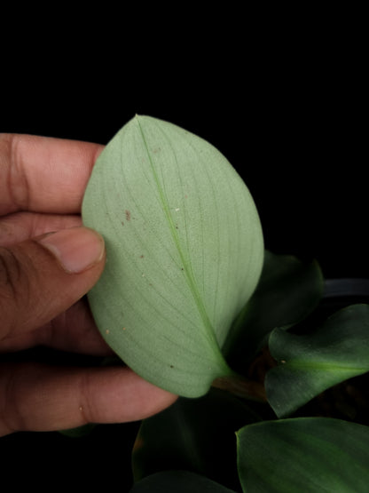 Boesenbergia cf. aurantiaca ornamental ginger sale Singapore potted plant leaf abaxial
