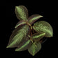 Sonerila sp. Phitsanulok sale Singapore potted plant top view