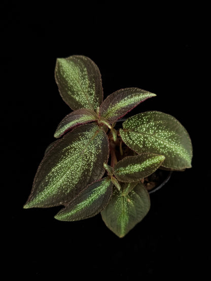 Sonerila sp. Phitsanulok sale Singapore potted plant top view