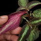 Sonerila sp. Phitsanulok sale Singapore potted plant leaf abaxial