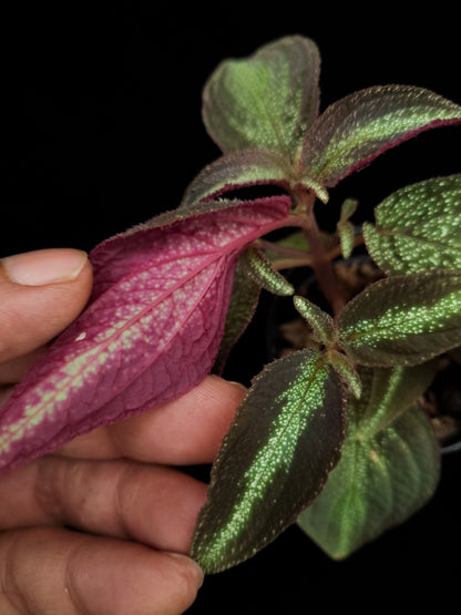 Sonerila sp. Phitsanulok sale Singapore potted plant leaf abaxial