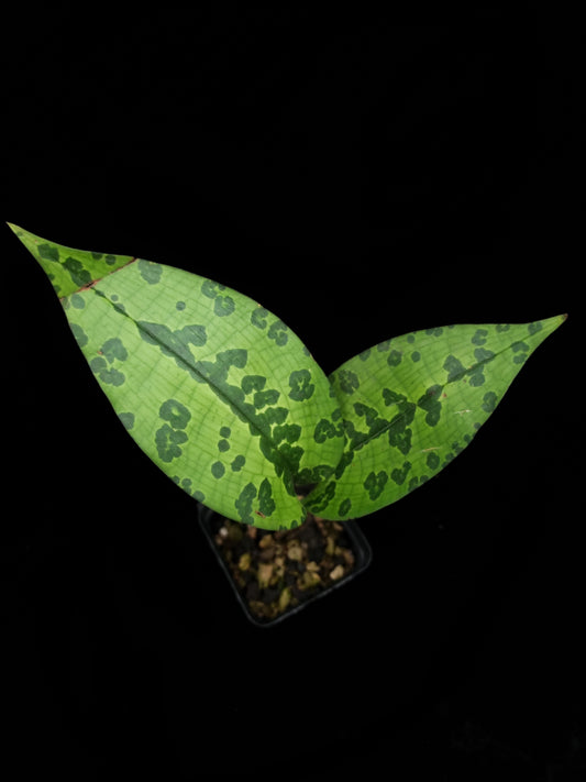 Cryptostylis sp. Quezon jewel orchid sale Singapore potted plant top view