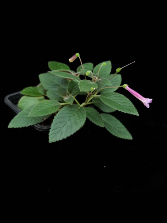 Sinningia hybrid sale Singapore potted plant side view 