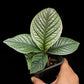 Ardisia sp. Lam Dong Vietnam potted plant sale Singapore top view  