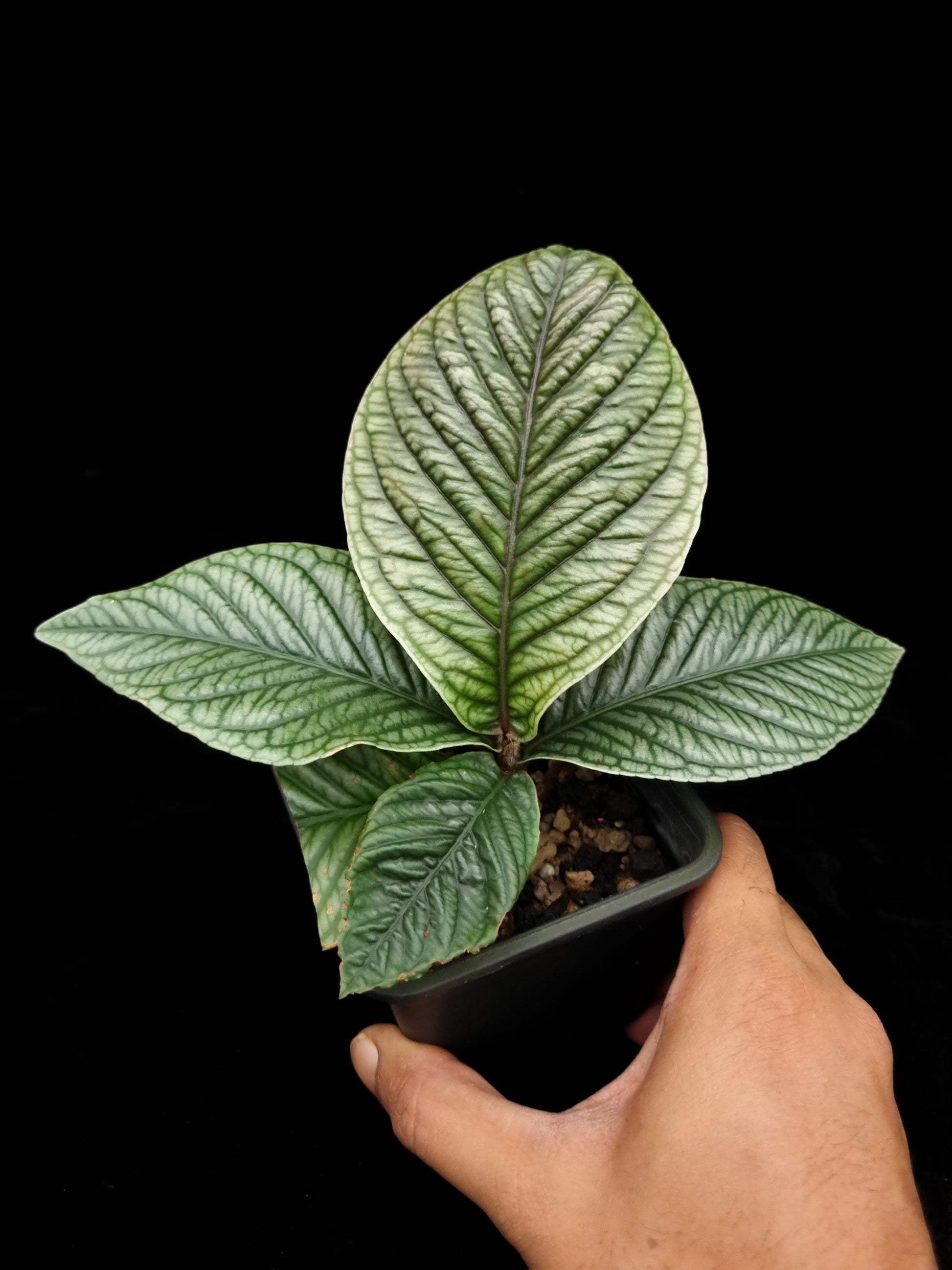 Ardisia sp. Lam Dong Vietnam potted plant sale Singapore top view  