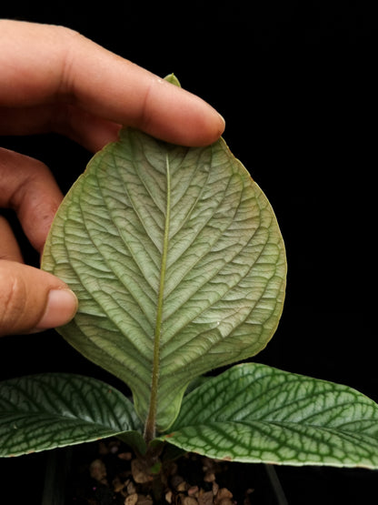 Ardisia sp. Lam Dong Vietnam potted plant sale Singapore leaf abaxial 
