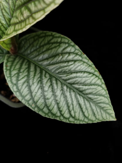 Ardisia sp. Lam Dong Vietnam potted plant sale Singapore leaf adaxial