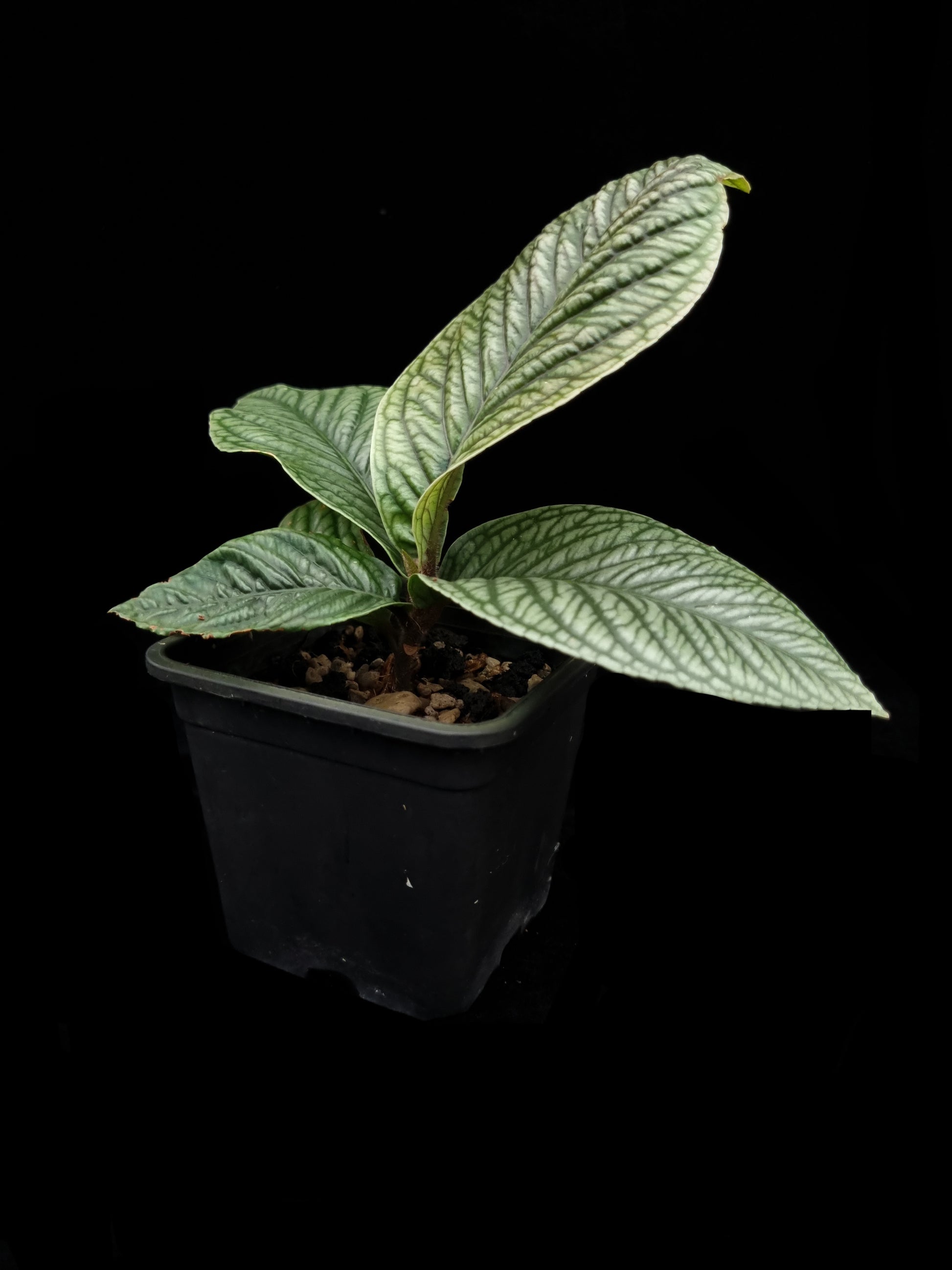 Ardisia sp. Lam Dong Vietnam potted plant sale Singapore side view  