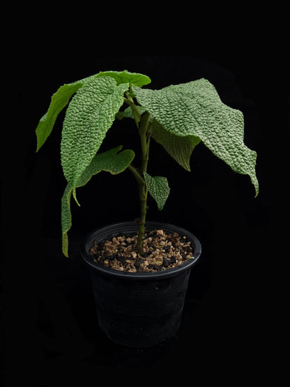 Piper sp bullate foliage sale Singapore potted plant side view