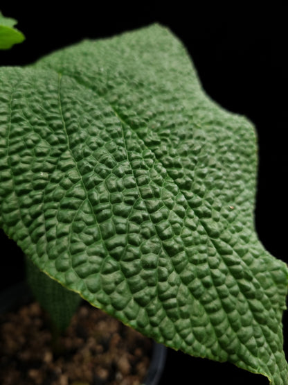 Piper sp bullate foliage sale Singapore potted plant leaf adaxial