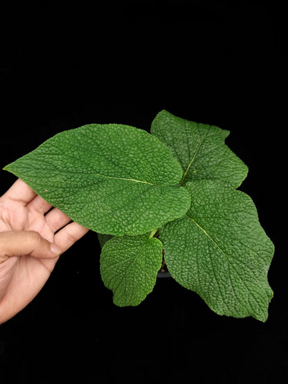 Piper sp bullate foliage sale Singapore potted plant top view