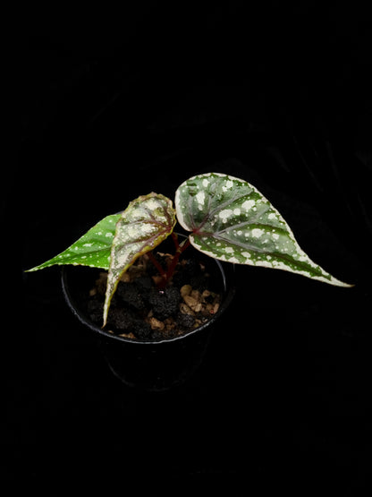begonia sp sarikei sale Singapore potted plant front view