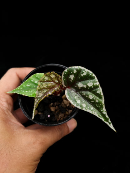 begonia sp sarikei sale Singapore potted plant top view