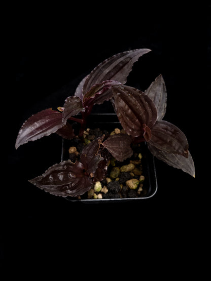Crepidium sp. jewel orchid purple sale potted plant Singapore top view 