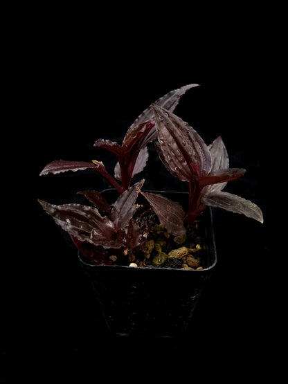Crepidium sp. jewel orchid purple sale potted plant Singapore side view 