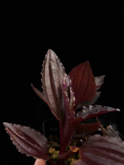 Crepidium sp. jewel orchid purple sale potted plant Singapore leaf adaxial