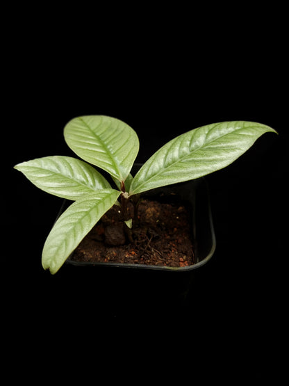 Ardisia sp. 'West Kalimantan'