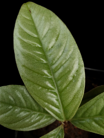 Ardisia sp. 'West Kalimantan'