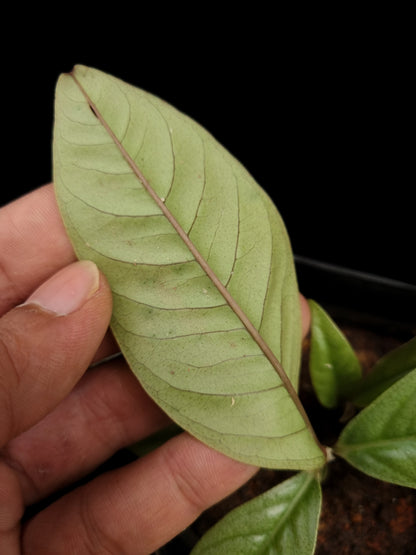 Ardisia sp. 'West Kalimantan'