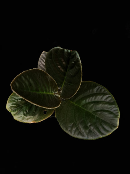 ardisia sp black vietnam potted plant sale Singapore top view