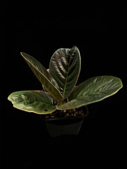 ardisia sp black vietnam potted plant sale Singapore side view