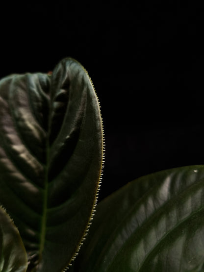 ardisia sp black vietnam potted plant sale Singapore leaf margin