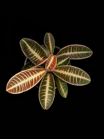 Emblemantha urnulata pink sale Singapore potted plant top view