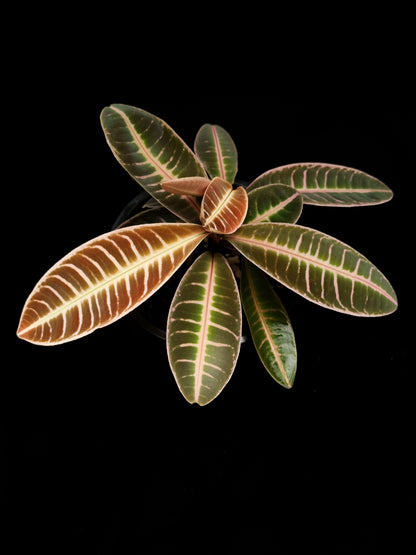 Emblemantha urnulata pink sale Singapore potted plant side view