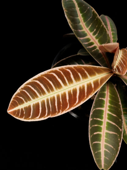 Emblemantha urnulata pink sale Singapore potted plant new leaf adaxial