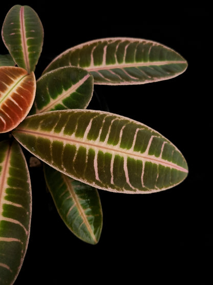 Emblemantha urnulata pink sale Singapore potted plant leaf adaxial