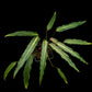 homalomena sp. humilis stardust singapore sale potted plant top view