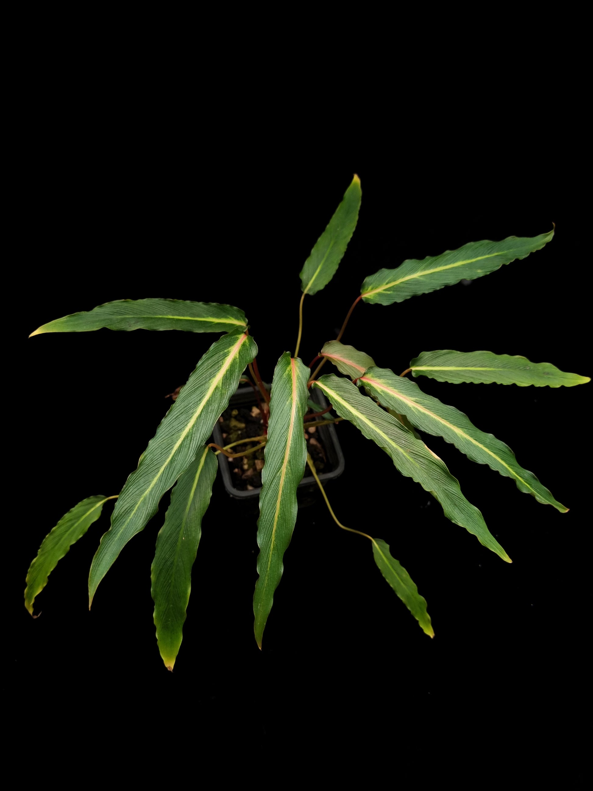 homalomena sp. humilis stardust singapore sale potted plant top view