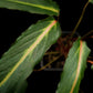 homalomena sp. humilis stardust singapore sale potted plant leaf detail