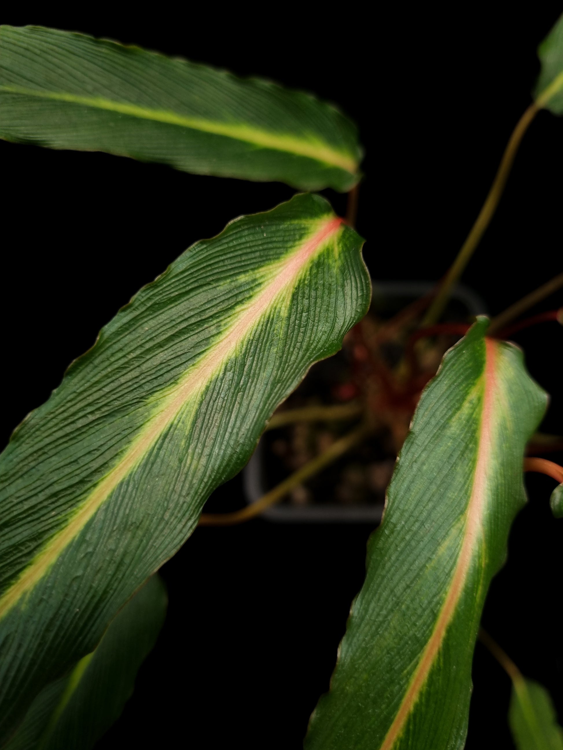 homalomena sp. humilis stardust singapore sale potted plant leaf detail
