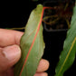 homalomena sp. humilis stardust singapore sale potted plant leaf abaxial