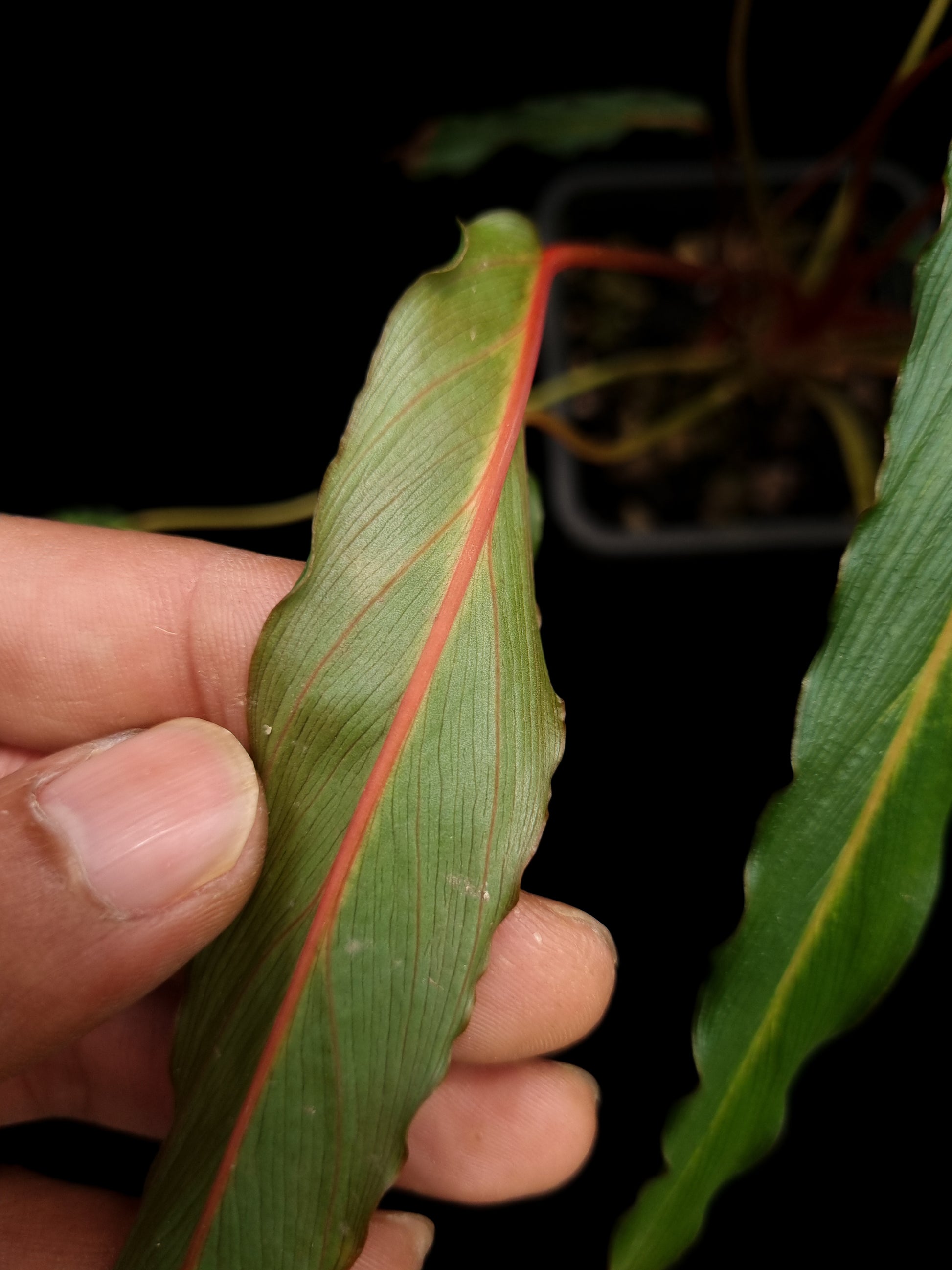 homalomena sp. humilis stardust singapore sale potted plant leaf abaxial