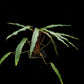 homalomena sp. humilis stardust singapore sale potted plant side view