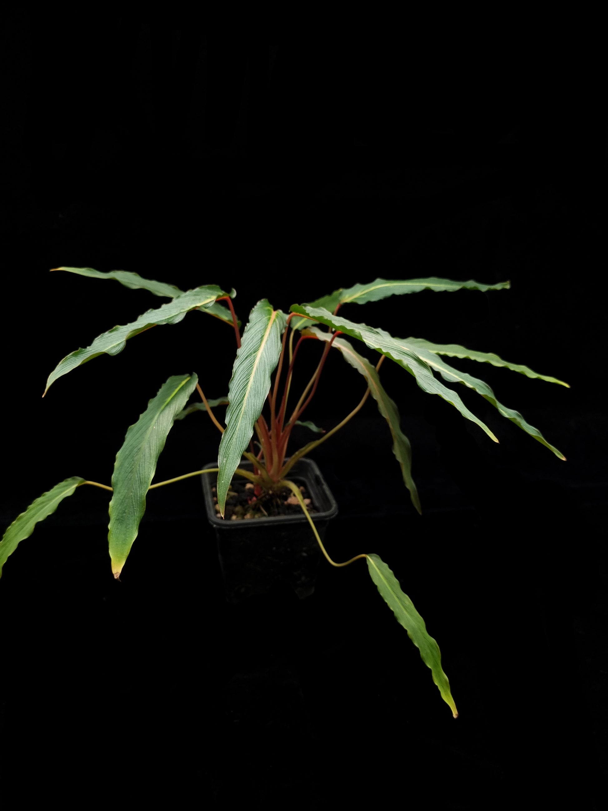 homalomena sp. humilis stardust singapore sale potted plant side view