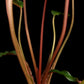 homalomena sp. humilis stardust singapore sale potted plant petiole detail