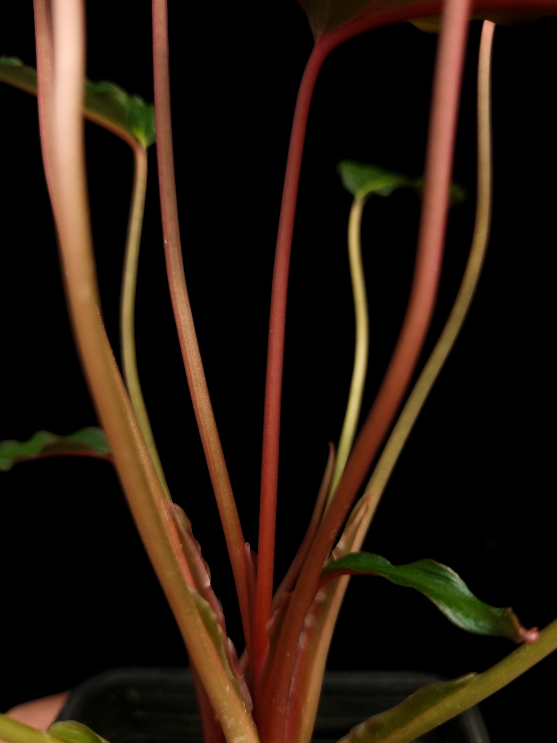 homalomena sp. humilis stardust singapore sale potted plant petiole detail