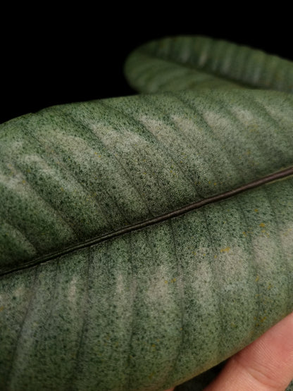 Labisia sp Kapuas Hulu rare sale potted plant Singapore leaf detail