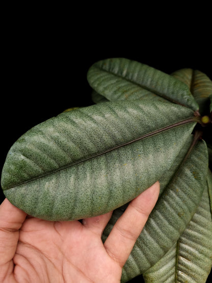 Labisia sp Kapuas Hulu rare sale potted plant Singapore leaf adaxial
