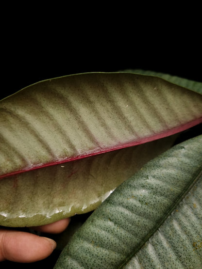 Labisia sp Kapuas Hulu rare sale potted plant Singapore leaf abaxial