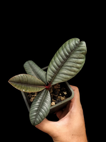 Labisia sp Kapuas Hulu rare sale potted plant Singapore top view